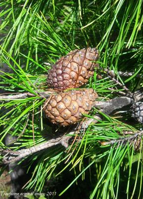 Egg shaped immature femail cones hang from branches, surrounded by the bright green, short needles