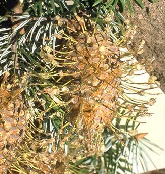 Abies bracteata cones have distinct bracts which extend far beyond the end of the cone scales