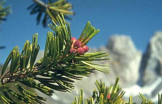 Short, yellowish, tightly bundled needles of the whitebark pine cluster around the purplish brown male cones