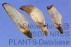 Pinus pungen seeds are small and brown with a single, 1 inch long, papery wing