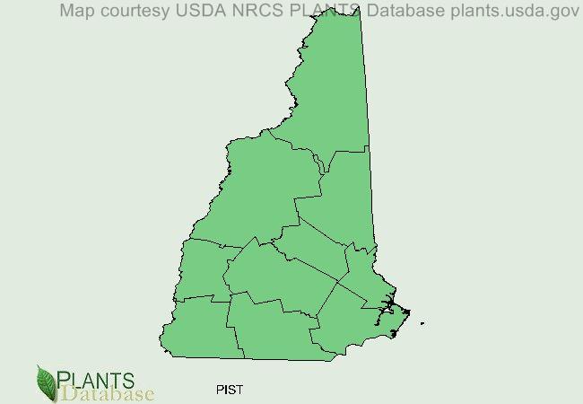Pinus strobus is native to all of New Hampshire