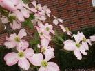 Flowering dogwood with pink flowers. 