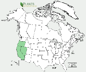 Native only to the western United States, California, Nevada and Oregon