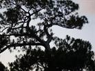 native pine trees