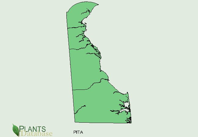 Pinus taeda is distributed thoughout all of Delaware