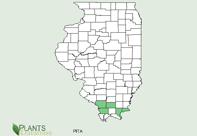 Pinus taeda is native to scatter counties throughout southern Illinois
