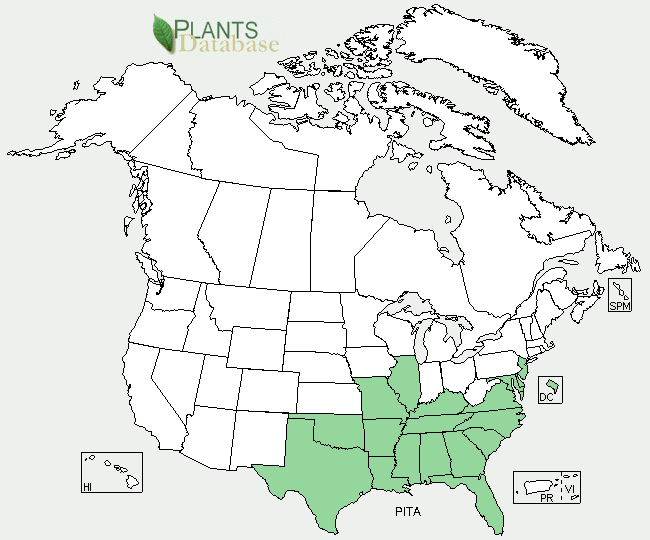 Pinus taeda north american native distribution is in the southeastern United States
