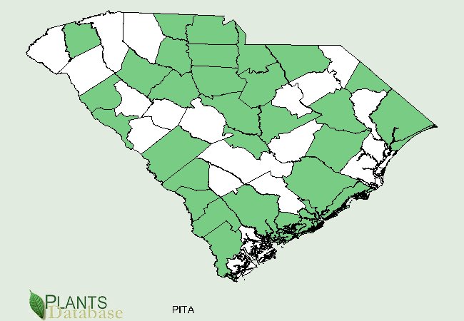Pinus taeda is native to scattered counties throughout South Carolina