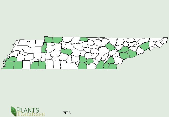 Pinus taeda is native to scattered counties throughout Tennessee