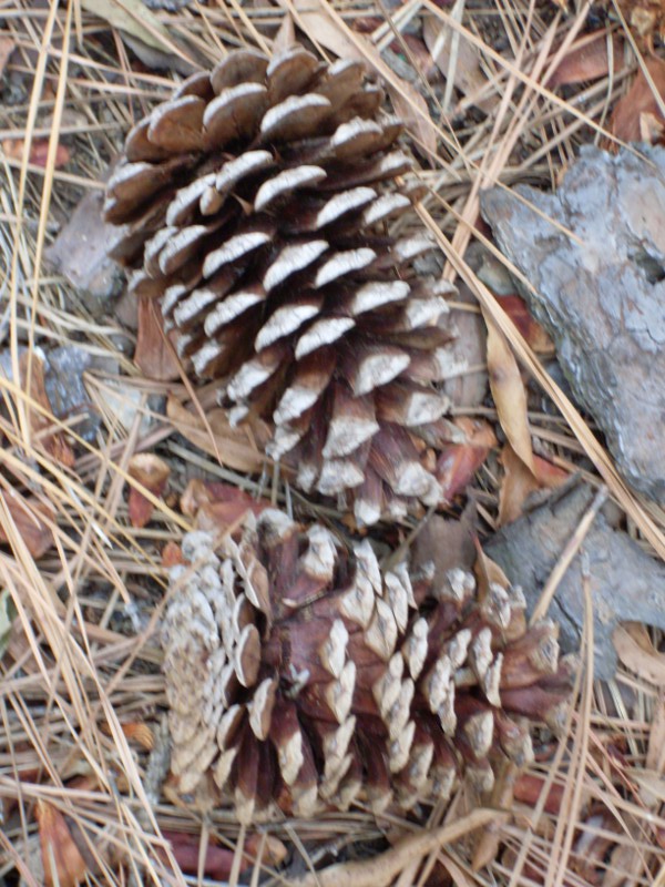 Pinus taeda cones