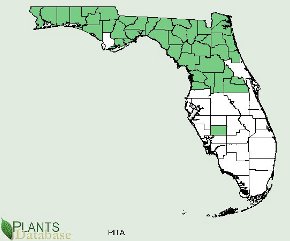 Plant Database Florida county distribution map Loblolly Pine