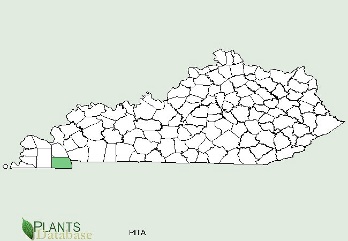 Loblolly Pine is native only to the southwestern corner of Kentucky
