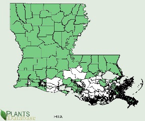 Pinus taeda is native to all but a few coastal counties of Louisiana