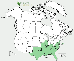 Loblolly pine is native to Alabama, Arkansas, Delaware, Florida, Georgia, Illinios, Kentucky, Louisiana, Maryland, Mississippi, Missouri, New Jersery, North Carolina, Oklahoma, South Carolina, Tennessee, Texas, and Vriginia