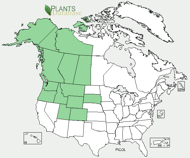 Pinus contorta is native to northwestern North America