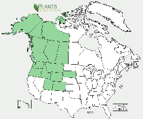 In the United States, Lodgepole Pine is native to Alaska, Colorado, Idaho, Montana, Oregon, South Dakota, Utah, Washington, and Wyoming. 