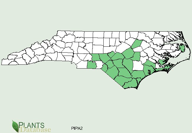 Pinus palustris is native to the southern half of North Carolina