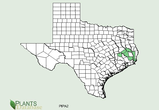 Pinus palustris is native to a handful of counties in south eastern Texas close to the gulf