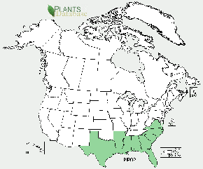 Longleaf Pine is native to AL, AR, FL, GA, LA, MS, NC, SC, TX, VA