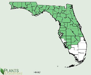 Longleaf Pine is distributed throughout Florida in all but the southern tip