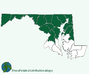 Pinus rigida is found in the northern 2/3rds of Maryland