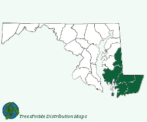 Pinus serotina may be found in the southern region east of the Chesapeake Bay in Maryland.