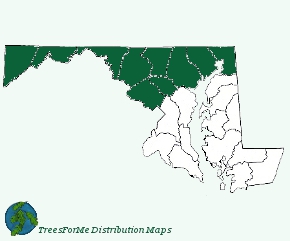 Pinus strobus may be found in the northwestern counties of Maryland