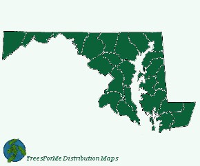 Virginia Pine is found throughout most of Maryland, although it can be considered invasive in some areas