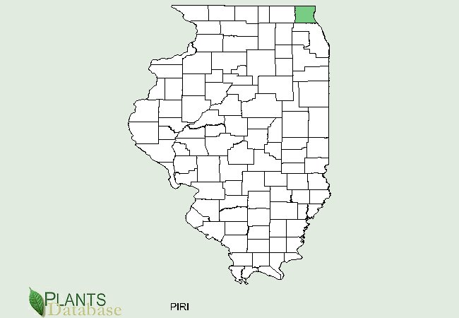 Pinus rigida is native to the northeast part of Illinois