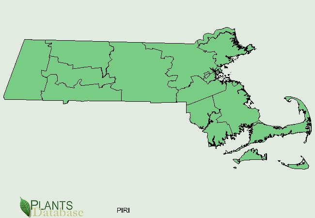 Pinus rigida is native to all of Massachusetts