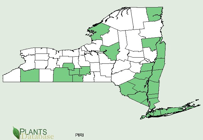 Pinus rigida is native to scattered counties throughout New York.  