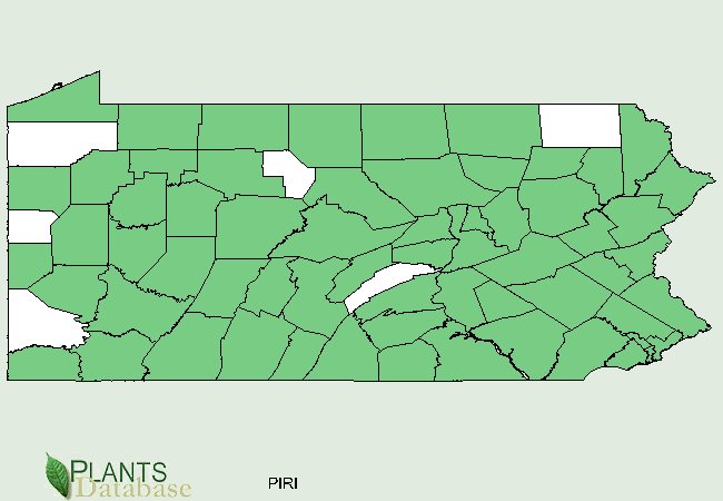 Pinus rigida is native to most of Pennsylvania with the exception of a few scattered counties