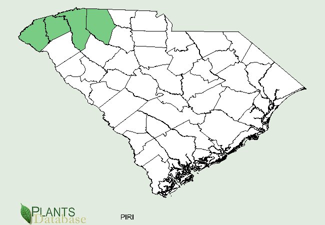 Pinus rigida is native to a few northwestern counties of South Carolina