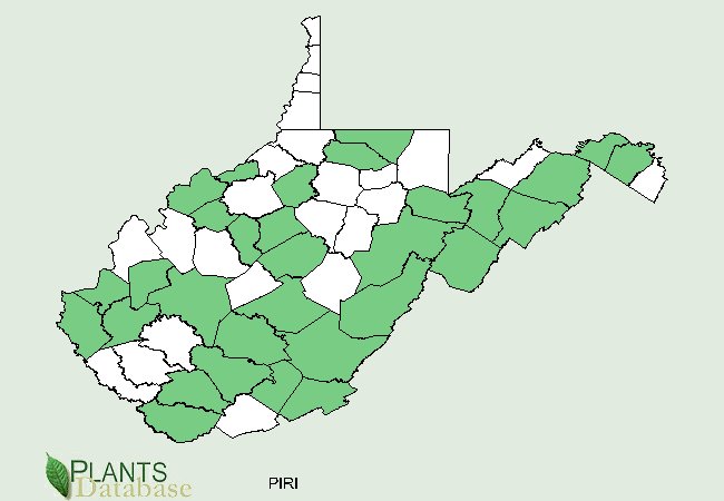 Pinus rigida is native to predominately the eastern border and scattered counties throughout West Virginia