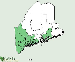 Pinus rigida is native to the southern portion of Maine