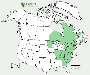 Pitch pine is found primarily in the northeast and great lakes regions of North America