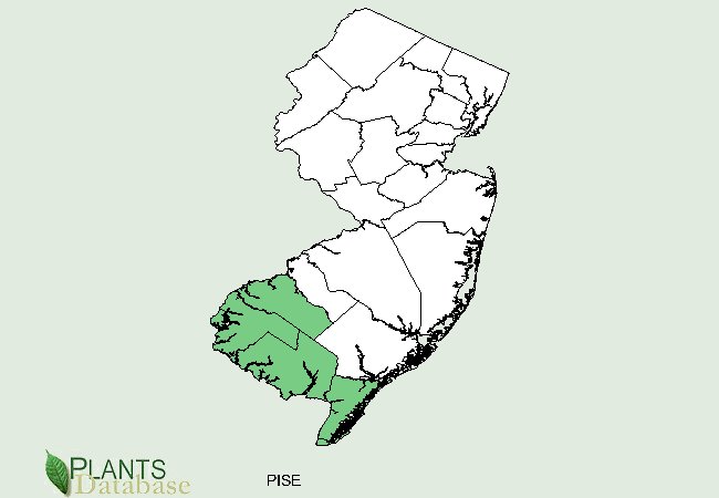 Pinus serotina is native to the counties along the southern border of New Jersey