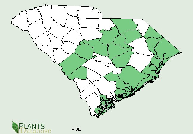 Pinus serotina is native to scattered counties in the southeastern portion of South Carolina