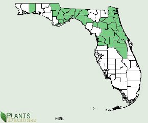 Pinus serotina is native to most of the panhandle and northern penninsular counties of Florida