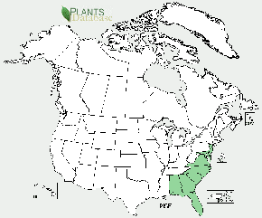Pinus serotina is native to Alabama, Delaware, Florida, Georgia, Maryland, New Jersery, North Carolina, South Carolina and Virginia