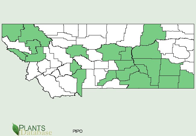 Pinus ponderosa is native mostly counties in southeast central Montana but scattered populations exist in the western portion as well