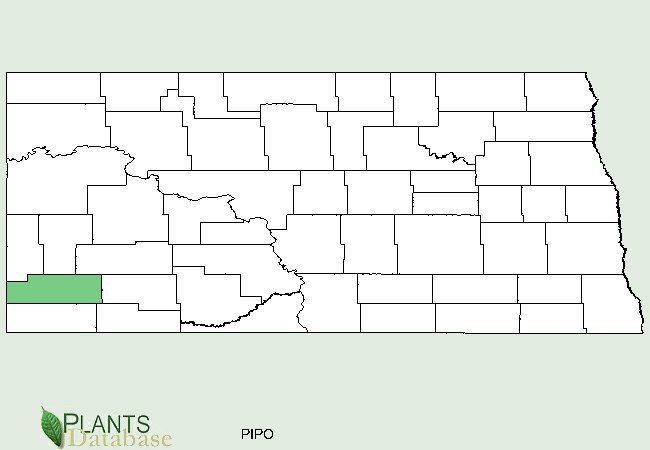 Pinus ponderosa is native to a few counties in southwest North Dakota