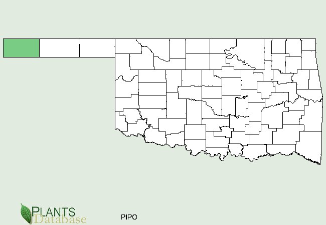 Pinus ponderosa is native to the western tip of the Oklahoma panhandle