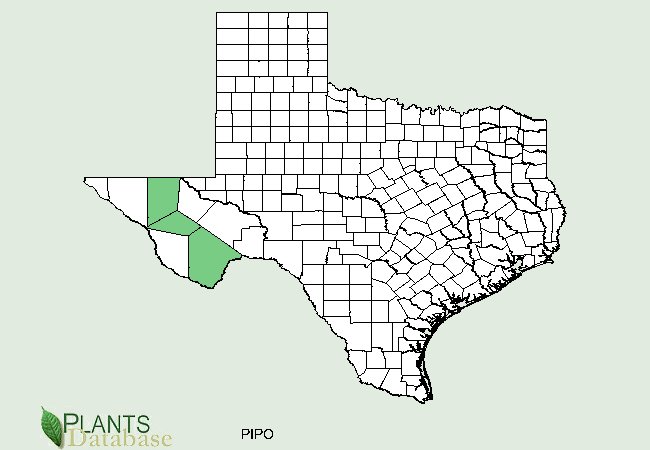 Pinus ponderosa is native to a few counties in western most part Texas
