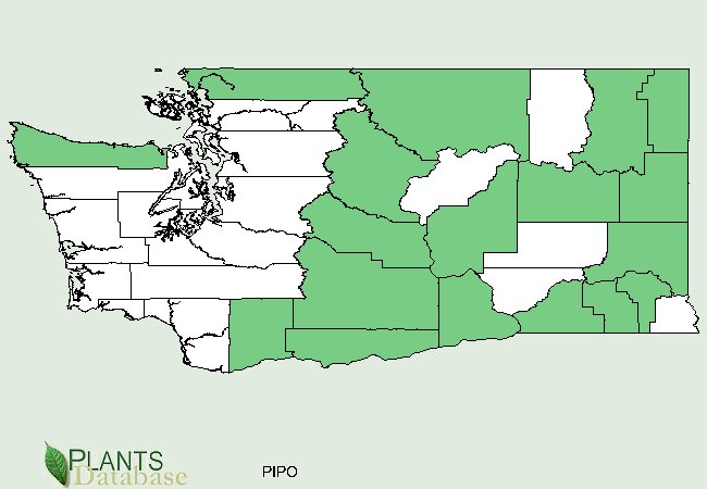 Pinus ponderosa is native to scattered counties but is not commonly found in most western counties of Washington