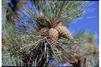 Pinus ponderosa cones, nestled in a thick tuft of needles, hang from branches in bundles of 3.