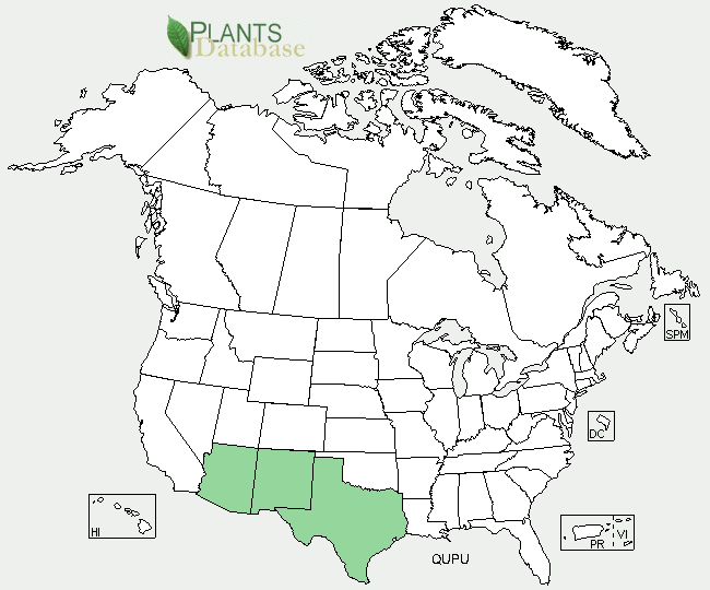 Pungens Oak is native to Mexico and Arizona, New Mexico, and Texas in the United States