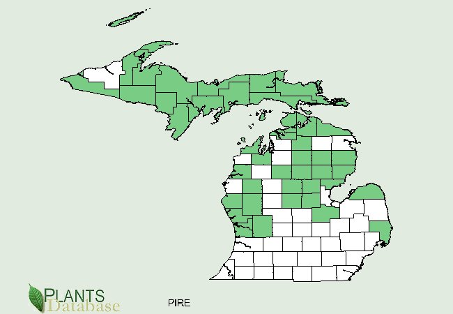 Pinus resinosa is mostly absent from southern counties and increases in occurance exponentially northward in Michigan