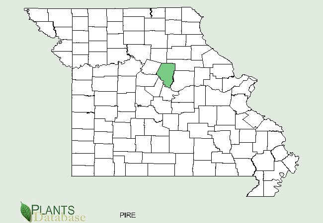 Pinus resinosa is native to a small area in central Missouri