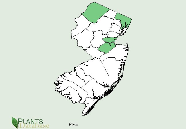 Pinus resinosa is native to a few scattered northern counties in New Jersey